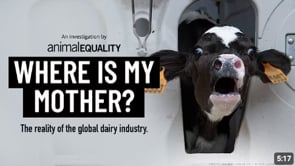 Breaking Investigation: Animal Equality uncovers abuse at dairy farms in Spain