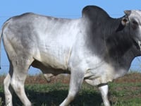 Lote 52