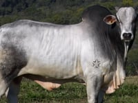 Lote 54