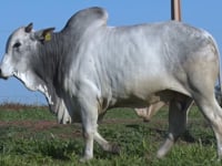 Lote 58