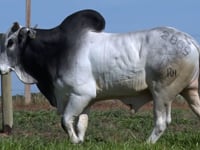 Lote 65