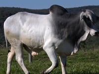 Lote 66
