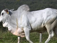 Lote 69