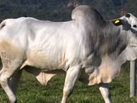 Lote 72
