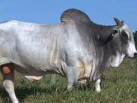Lote 1002