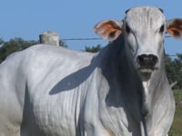 Lote 1003