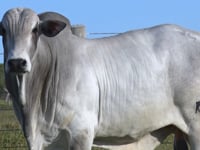 Lote 1004