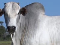 Lote 1005