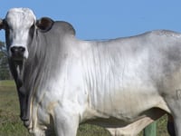 Lote 1006
