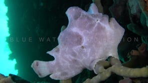 1002_White Giant Frogfish on white sponge