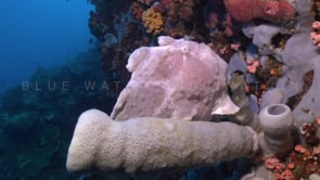 1003_White Giant Frogfish sitting on sponge on coral reef