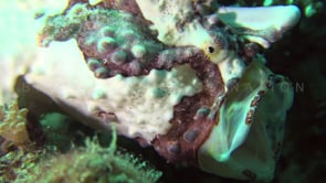 1006_White Warty Frogfish opening mouth
