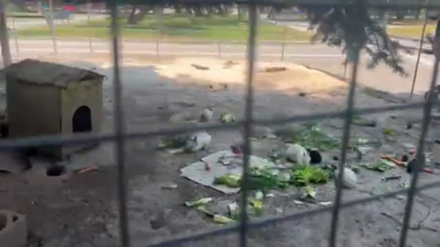Κουνέλια σε πάρκο στην Κατερίνη Πιερίας