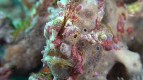 1008_Grey Warty Frogfish close up
