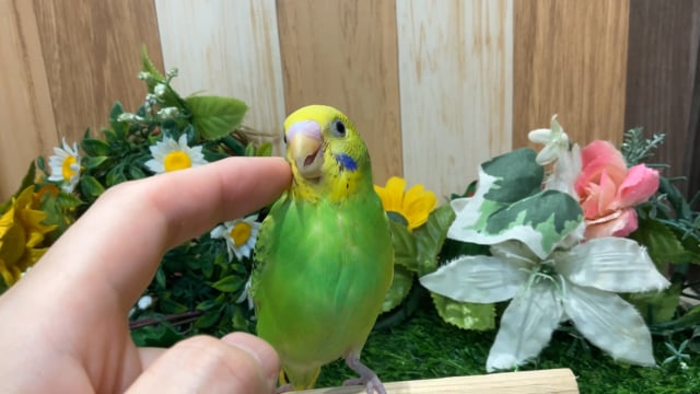 セキセイインコ インコ・オウム系鳥類 花小金井店｜ペット