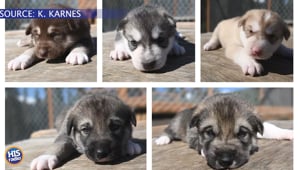 Sled Dog Has Puppies