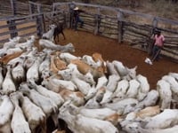 Lote 18P