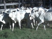 Lote 27P