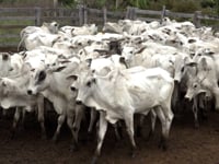 Lote 40P
