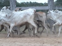 Lote 48P