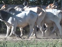 Lote 28P
