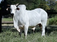 Lote 01