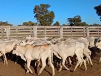 Lote 41PA