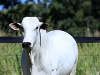 Lote 06
