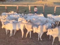 Lote 46P