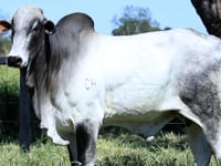 Lote 13