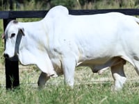 Lote 17