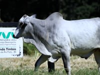 Lote 19