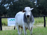 Lote 25