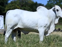 Lote 27