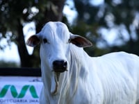 Lote 28