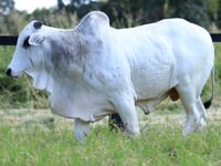 Lote 33