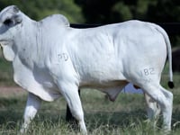 Lote 35