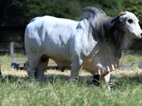 Lote 39