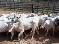 Lote 06P