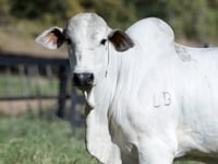 Lote 40