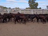 Lote 42PA