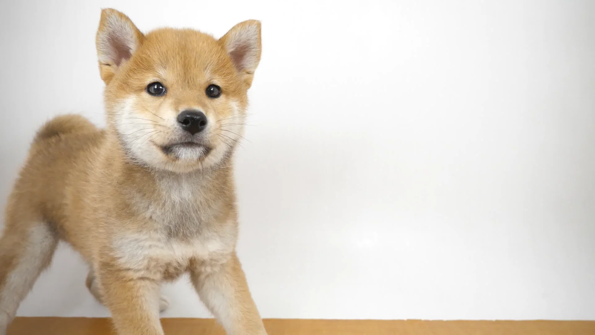 柴犬 赤 男の子 青戸店 2025061852601 ｜ペットショップのコジマ