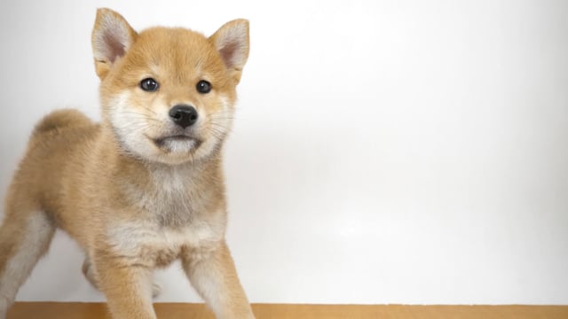 【世界にひとつ】一閑張り　赤　おめでたい　　カラフル　こま犬 世界にひとつ】一閑張り 赤 おめでたい カラフル こま犬 - メルカリ