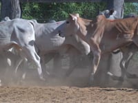 Lote 52P