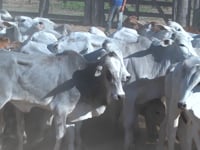 Lote 53P
