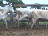 Lote 54P