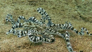 0063_Mimic Octopus changing color