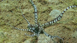 0066_Mimic Octopus digging into sand