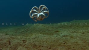 0067_Mimic Octopus swimming over sand
