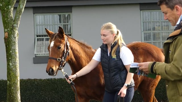 2025 National Weanling Sale | Elsdon Park